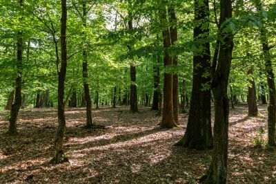 Cost of Brush Clearing Services — Cost of Brush Clearing