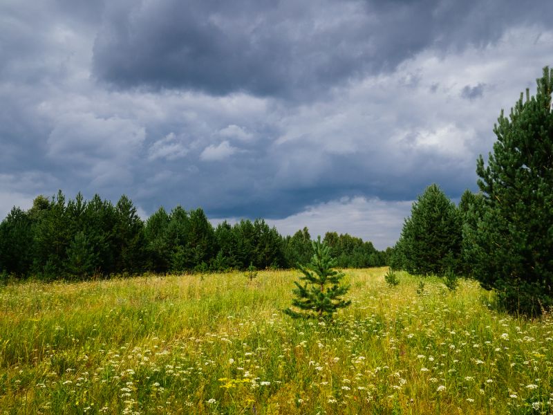 Overgrown Land Before Clearing